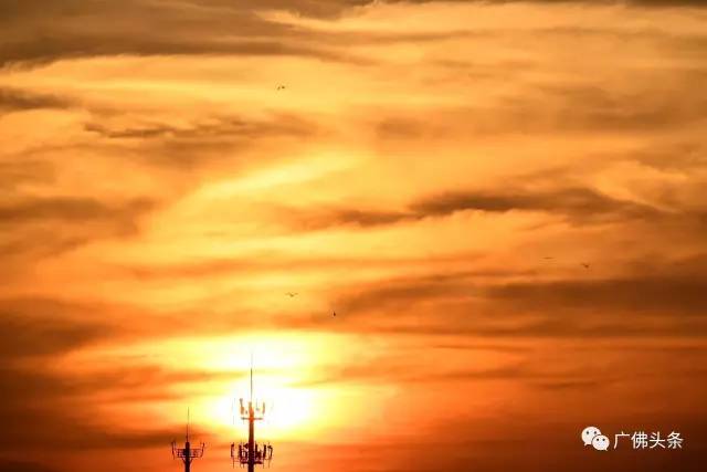 18年间鹭鸟成千上万不请自来,这里景美故事更