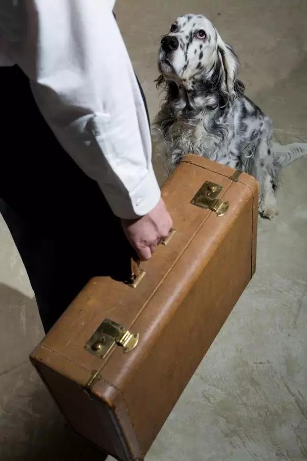 狗狗爱你的9个表现，你体验过几个？5