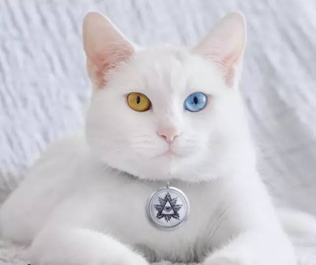 最漂亮的一对双胞胎姐妹喵,好想给她们铲屎!