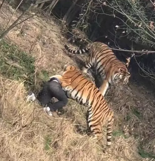 八达岭动物园老虎咬死人一年后,又有游客开窗为熊投食