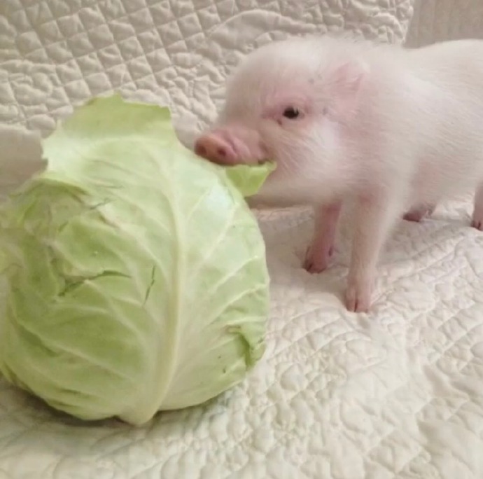 卷心菜也被猪拱啦!