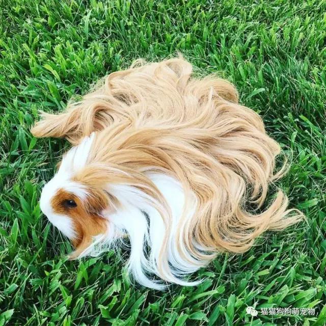 来源|猫猫狗狗萌宠物 实习编辑|方汝敏