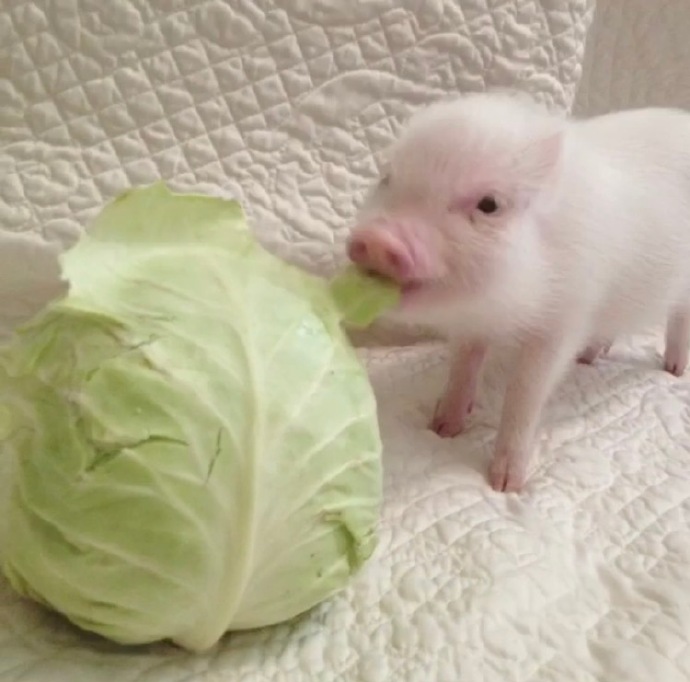 卷心菜也被猪拱啦!
