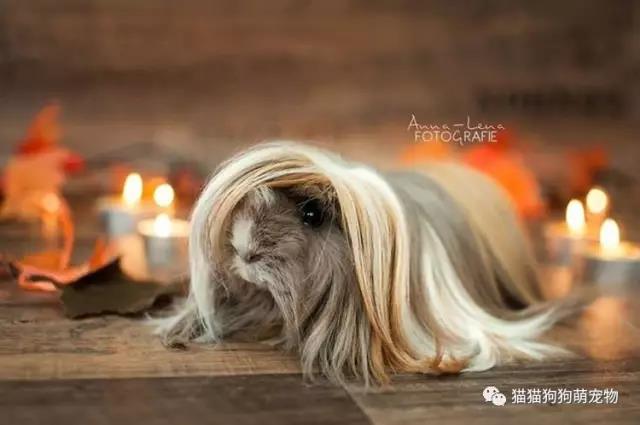 来源|猫猫狗狗萌宠物 实习编辑|方汝敏