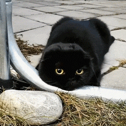 养了只黑煤球是一种什么体验?天天都在找猫猫