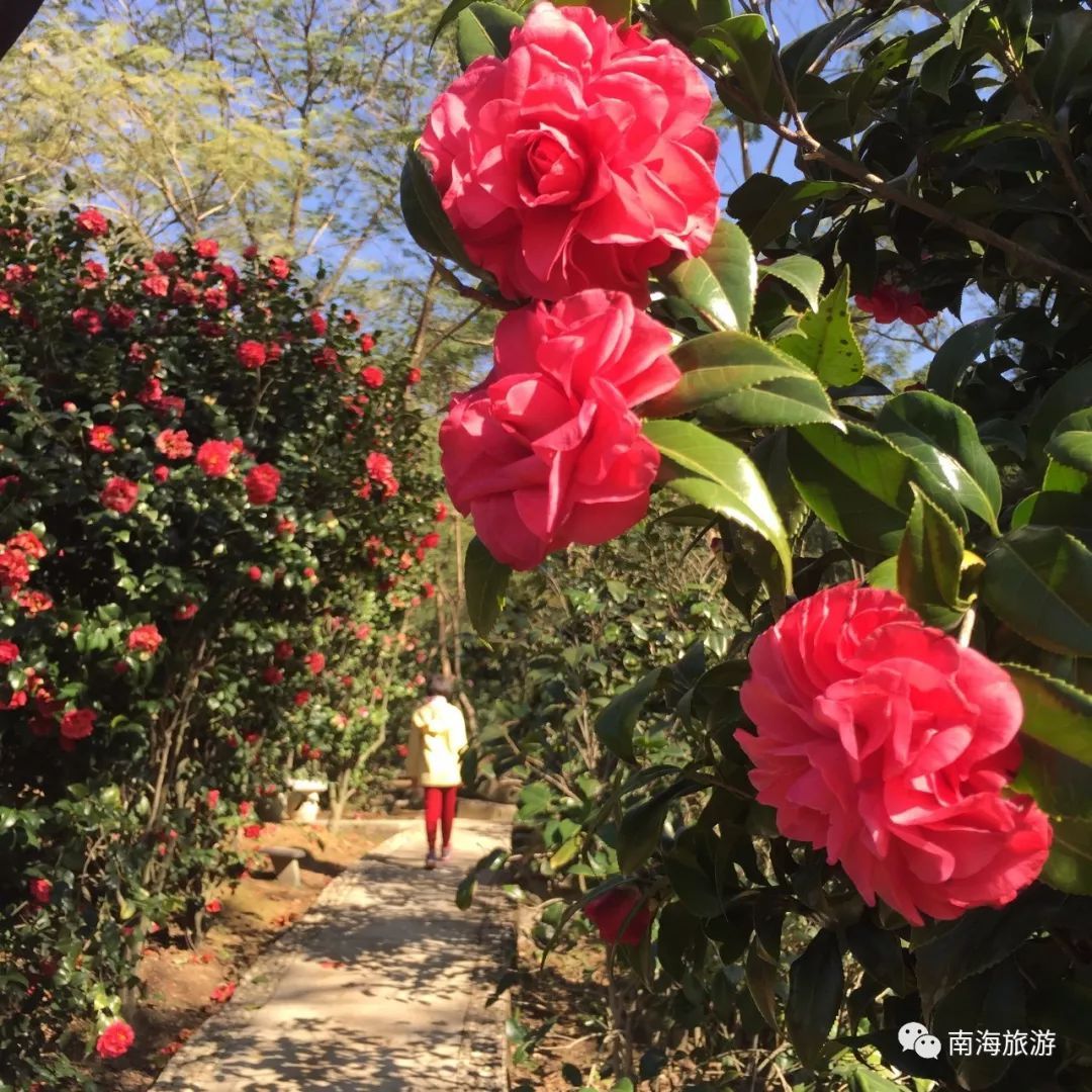 西樵山过百亩万株茶花烂漫盛放,美得不像话!