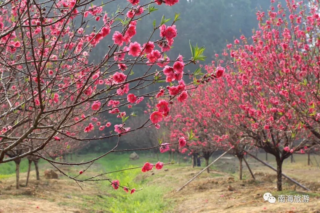 实拍:南国桃园万朵桃花开,大片大片红透了山林