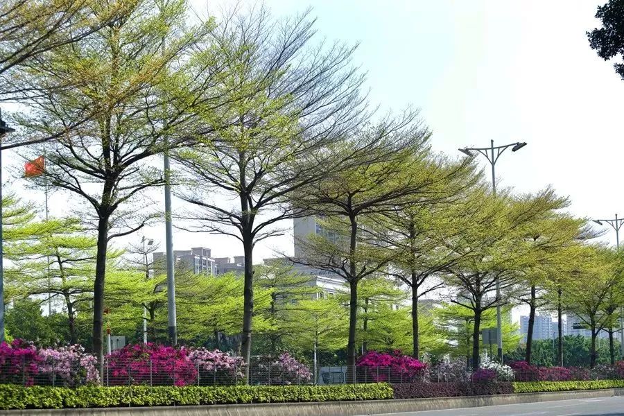 姹紫嫣红,灿若云霞