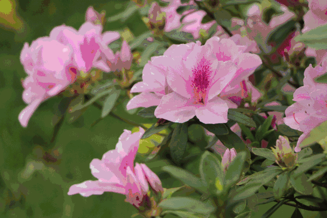 姹紫嫣红,灿若云霞,禅城醉美杜鹃花海已上线