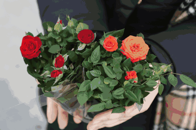 提供各色鲜花,插花等销售摊位 各色年花琳琅满目 3,年桔区 提供各类