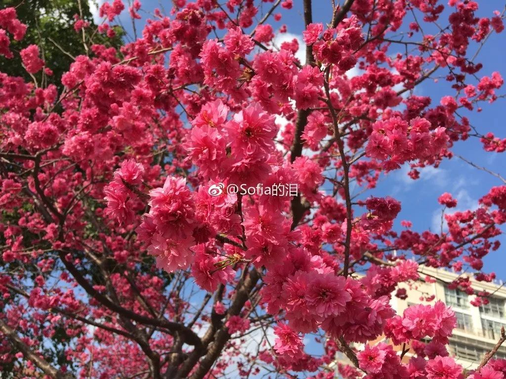 华农樱花刷爆,这张心形照片美出天际!人从众打卡开启,进校有新变化