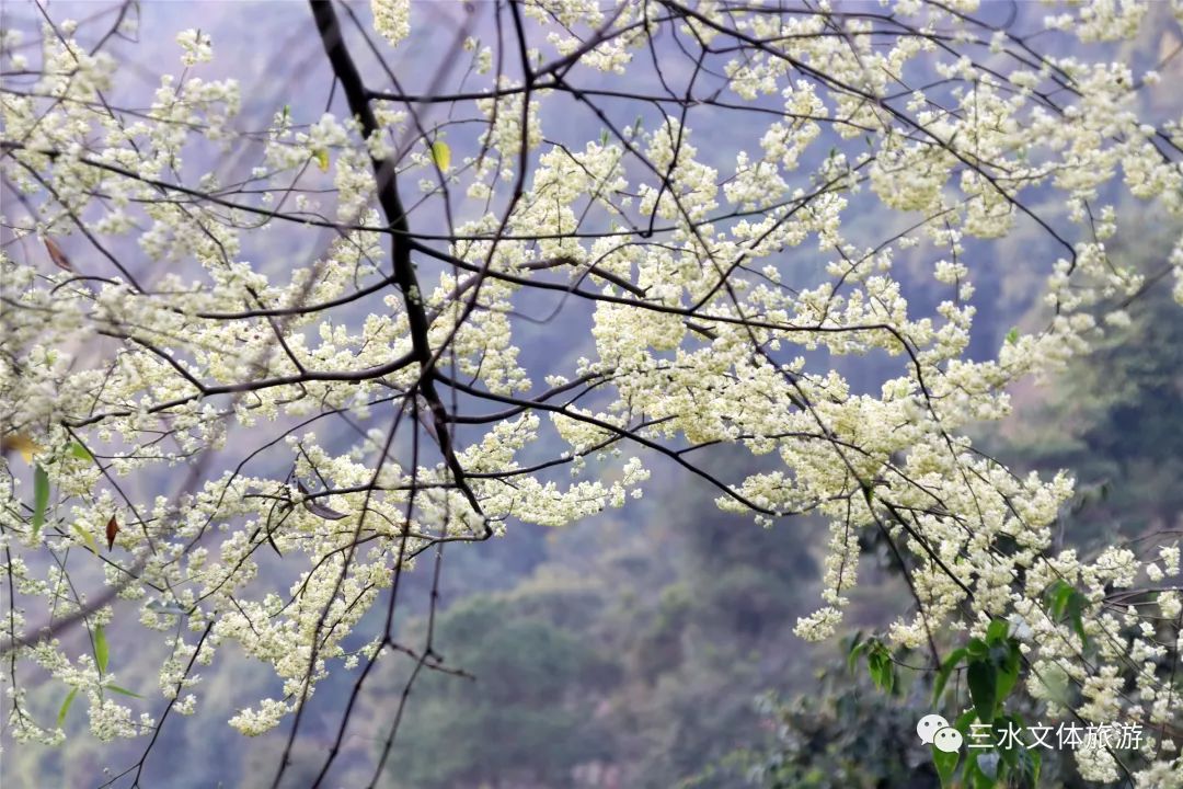 木姜花开了!这场漫山遍野的浪漫在三水等你