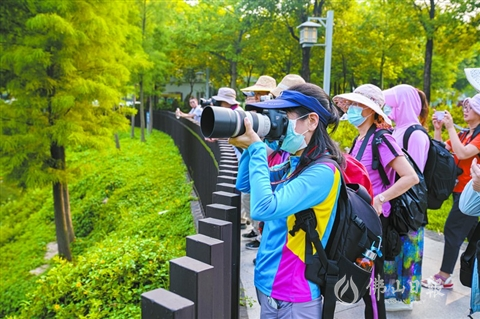 禅城绿摄影微视频征集大赛活动征稿截至10月11日