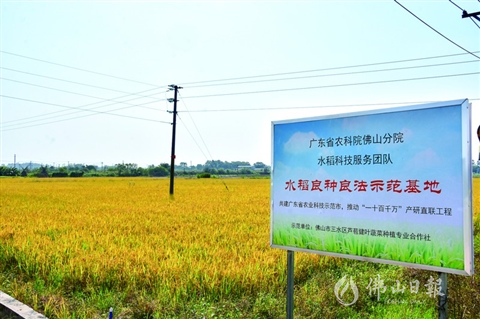 三水区水稻新品种亩产增近三成
