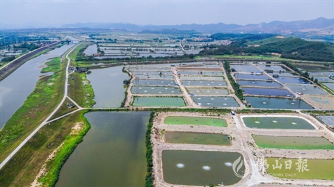 高明计划完成4000亩养殖池塘标准化改造 精养娇贵鱼