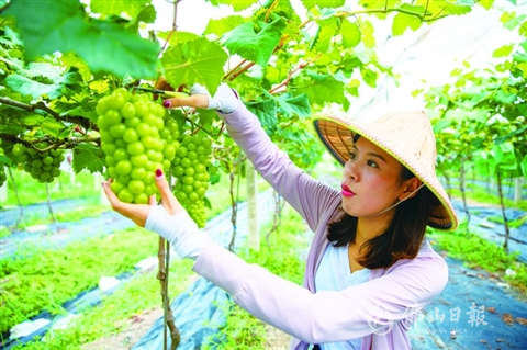 葡萄开摘 鲜甜可口  健农葡萄农庄多个品种已成熟