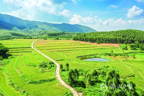 高明区更合镇版村村140亩梯田水稻即将成熟